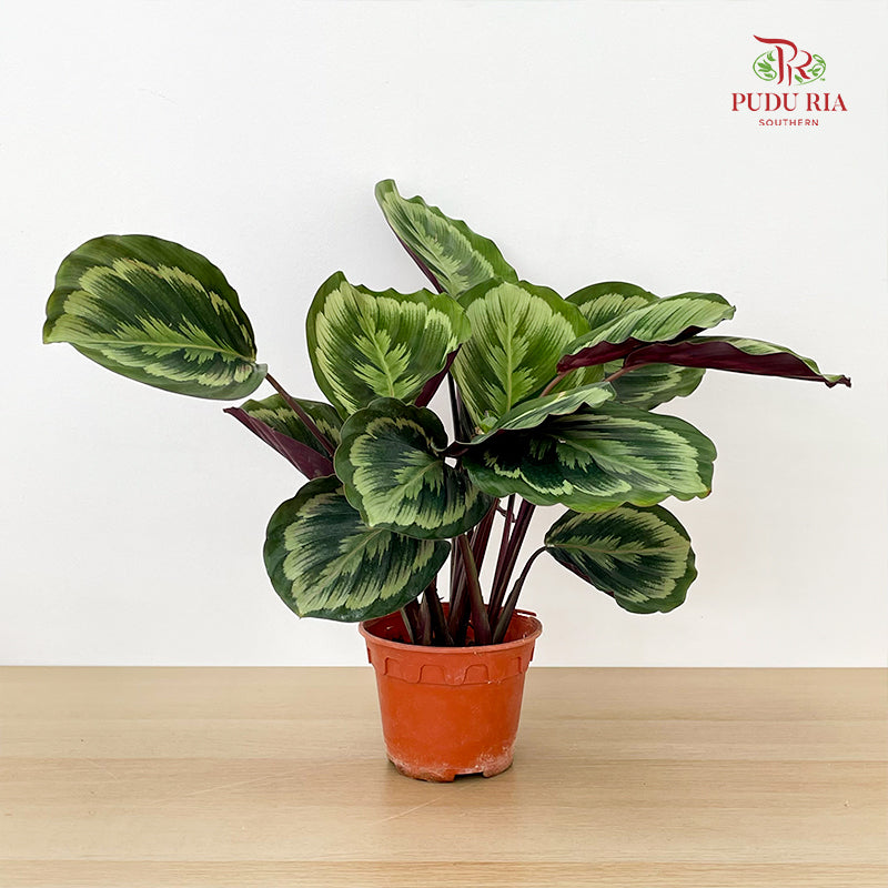 Calathea Roseopicta Marion P150