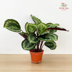 Calathea Roseopicta Marion P150