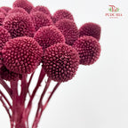 Preservative Craspedia - Maroon