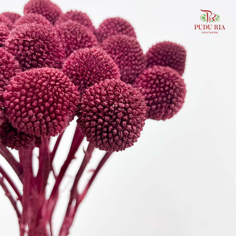 Preservative Craspedia - Maroon