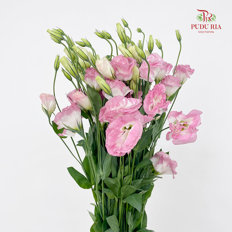 Eustoma Pink 洋桔梗 - (12-15 Stems)