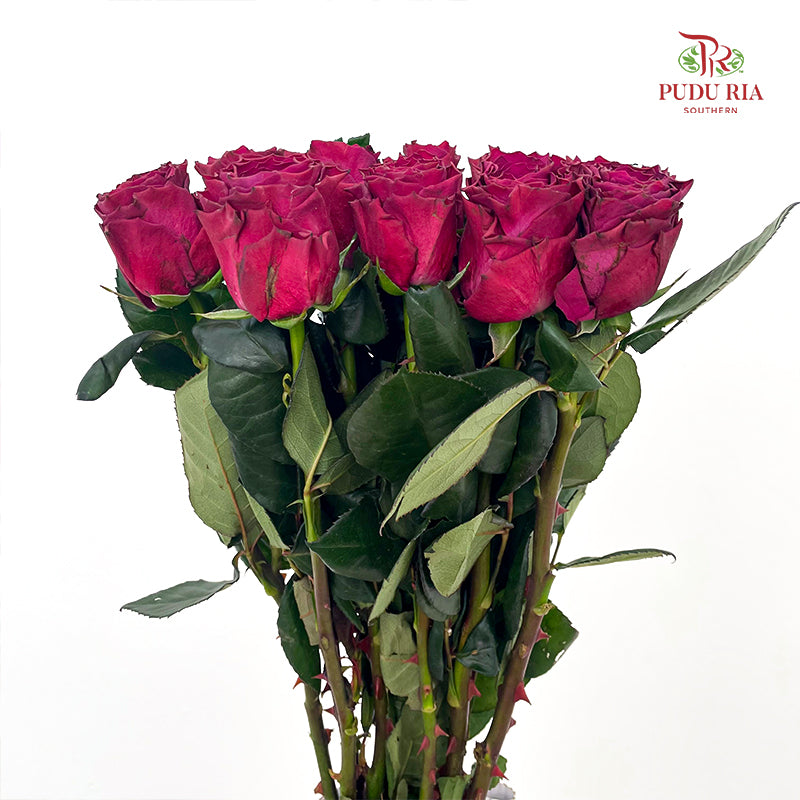Rose Hot Pink - (8-10 Stems)