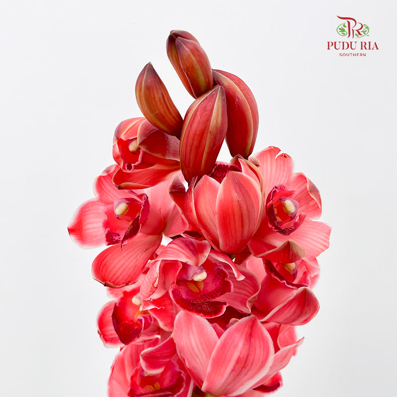 Cymbidium Orchids Coral 大花蕙兰 - (Per Stem)