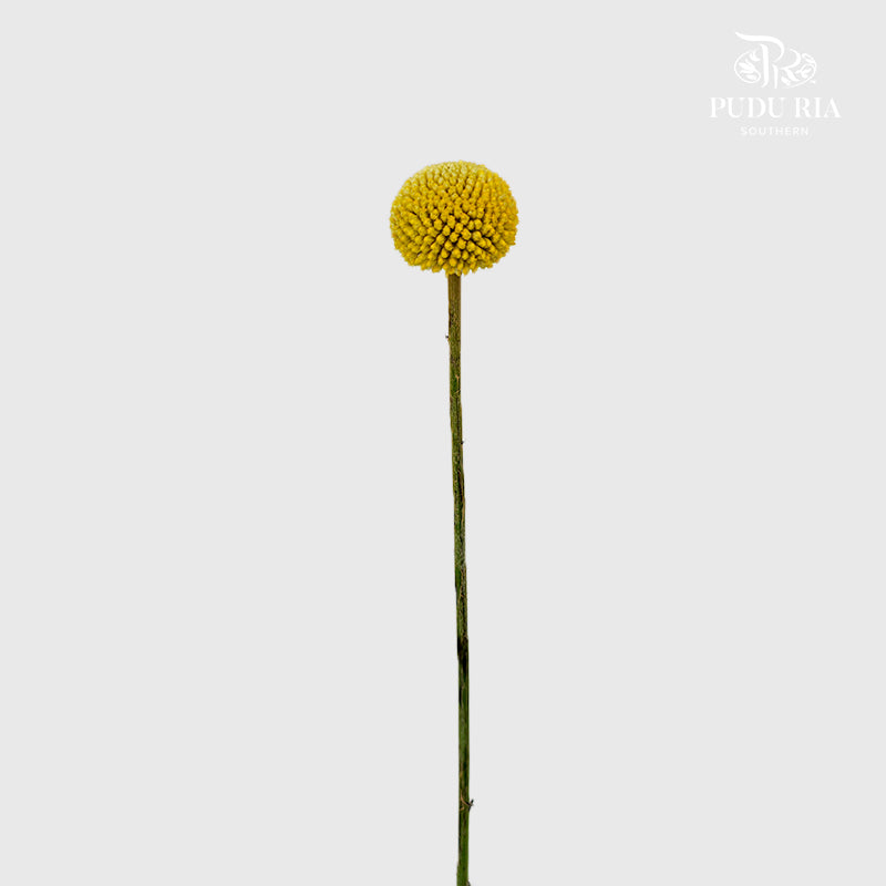 Craspedia Yellow - (8-10 Stems)