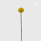Craspedia Yellow - (8-10 Stems)
