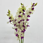 Dendrobium Orchid White Purple (L) - (5 Stems)