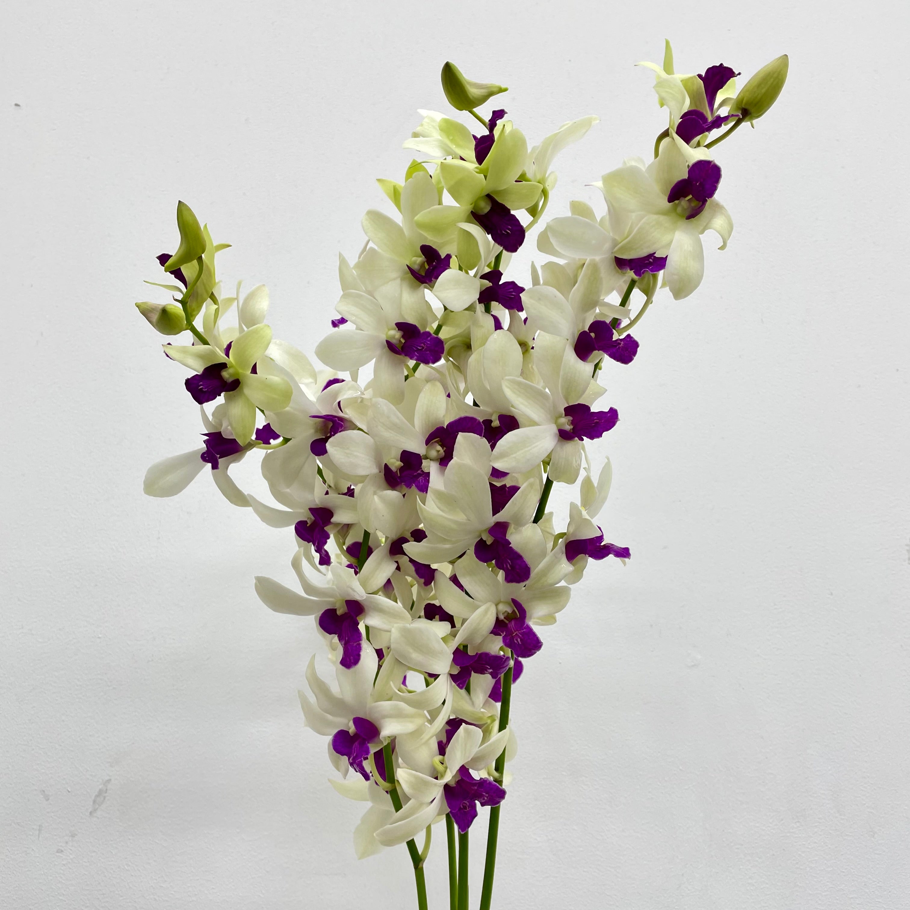Dendrobium Orchid White Purple (L) - (5 Stems)