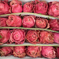 Rose Belize - (8-10 Stems)