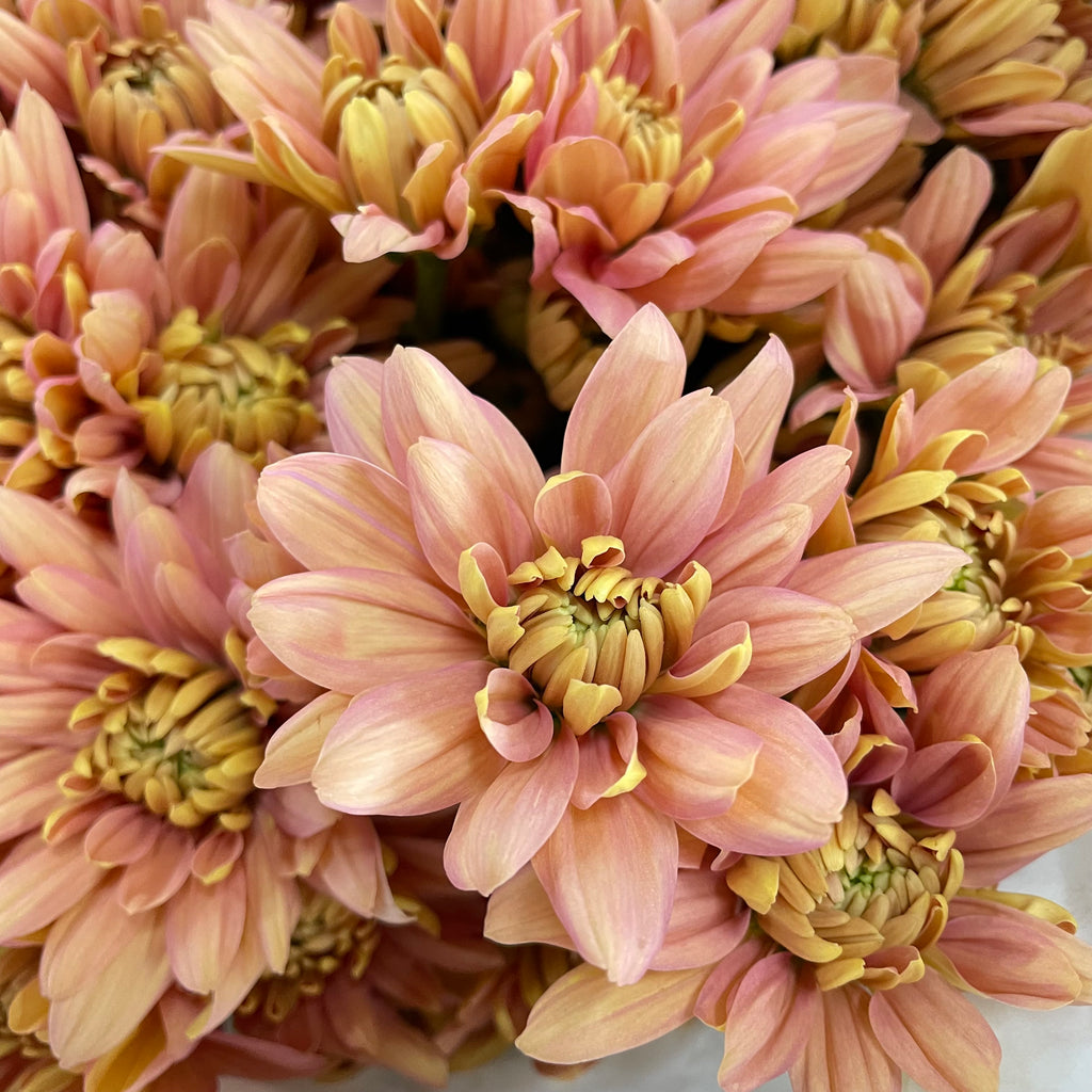 Chrysanthemum Pompom Champagne 2 - (10-12 Stems)