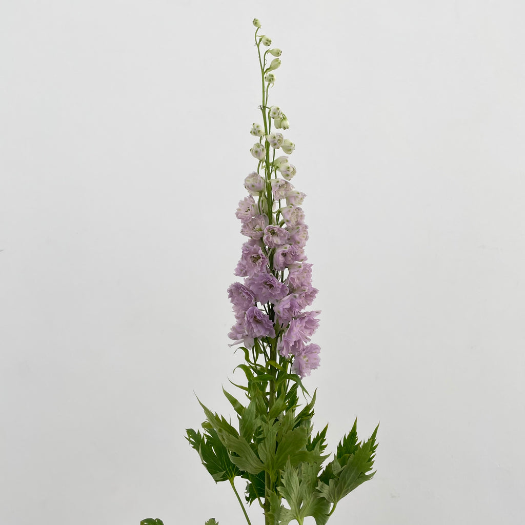 Delphinium Short Light Purple - (5 Stems)