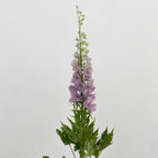 Delphinium Short Light Purple - (5 Stems)