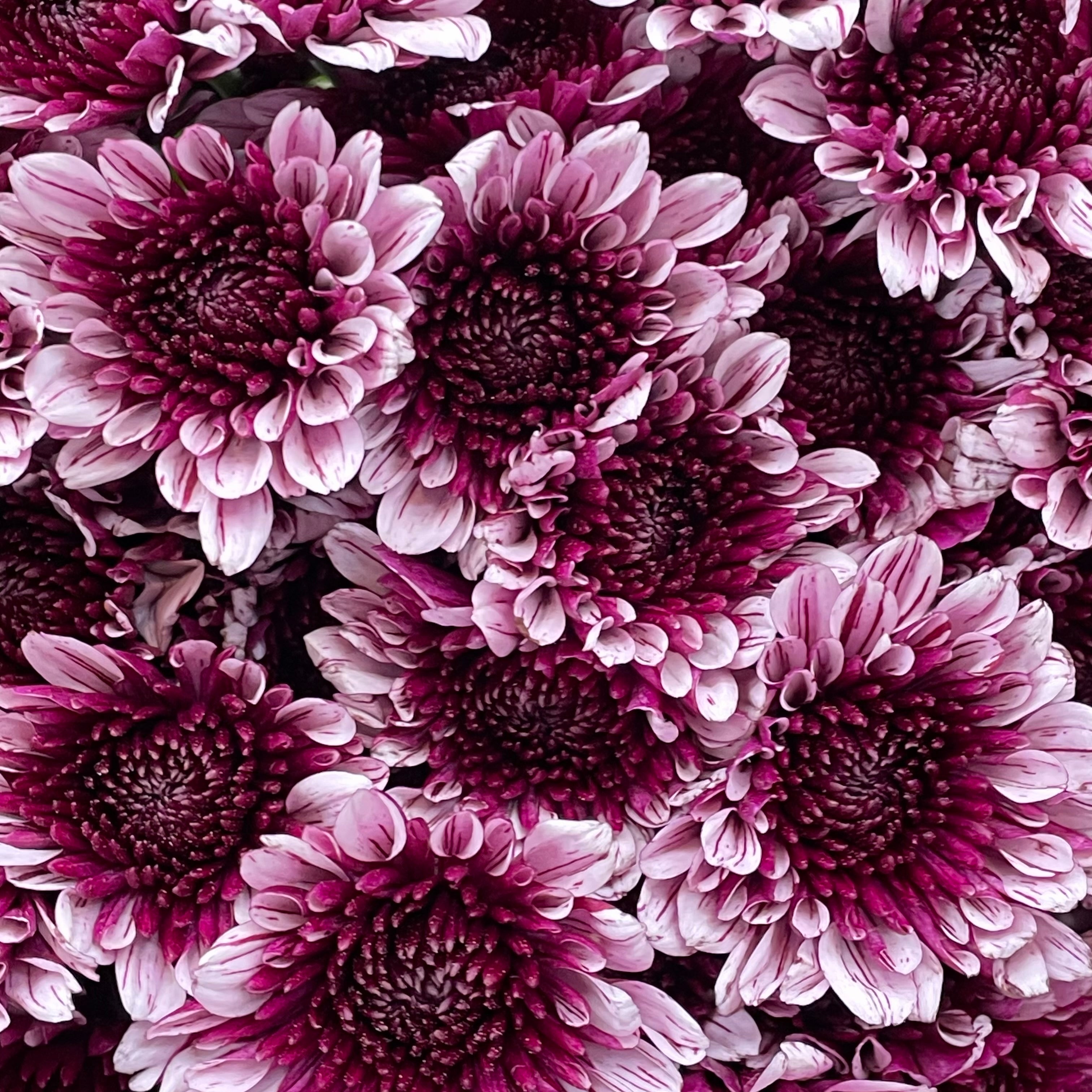 Chrysanthemum Pompom Two Tone Purple 6 巴卡粉小菊 - (10-12 Stems)