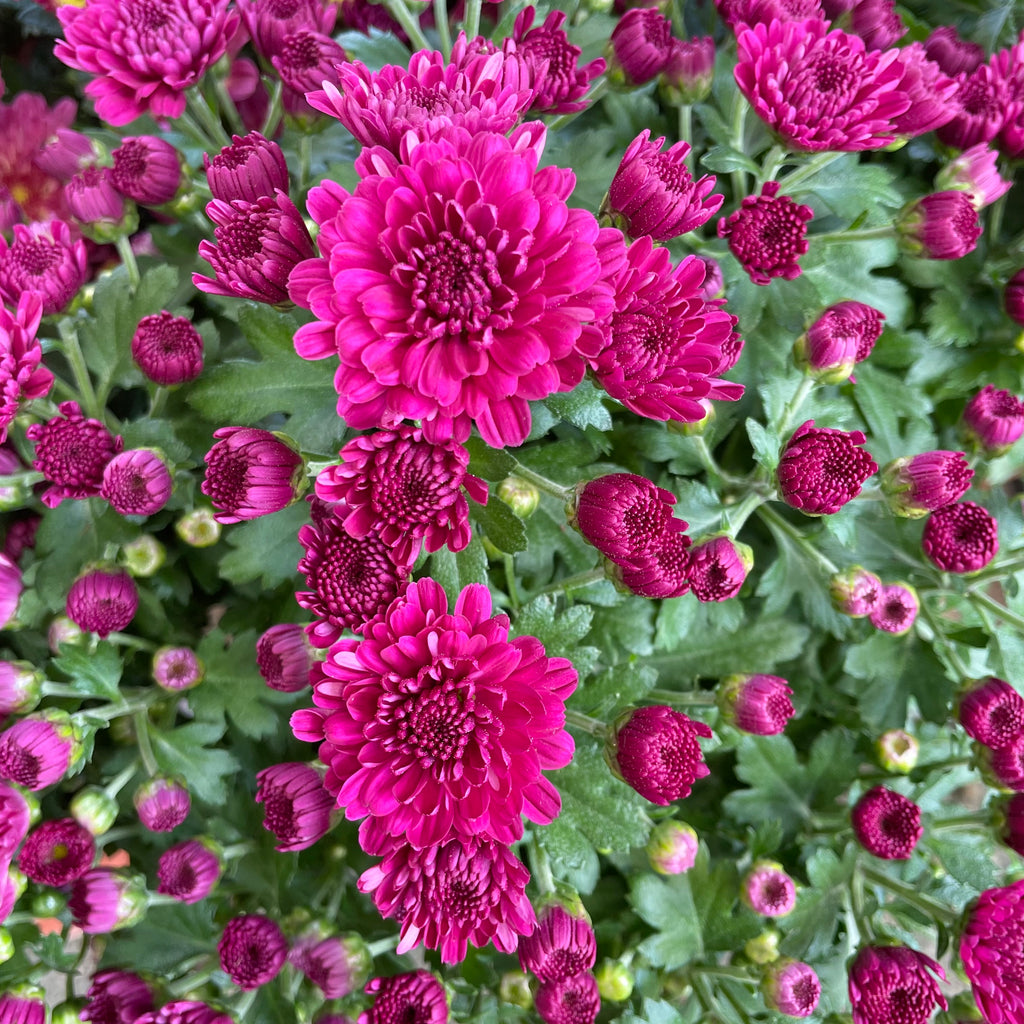 Chrysanthemum Gypsophilla P150  菊花满天星