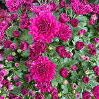 Chrysanthemum Gypsophilla P150  菊花满天星