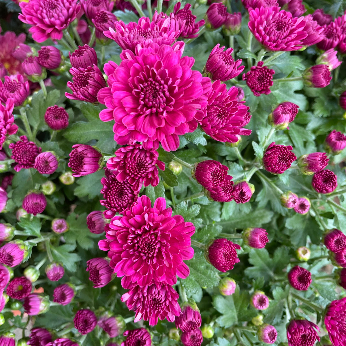 Chrysanthemum Gypsophilla P150  菊花满天星