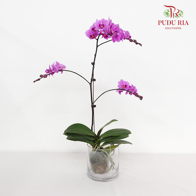 Phalaenopsis Orchid Light Purple Big