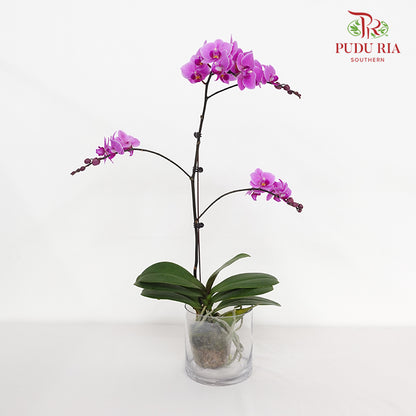 Phalaenopsis Orchid Light Purple Big