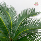 Cycas Revoluta