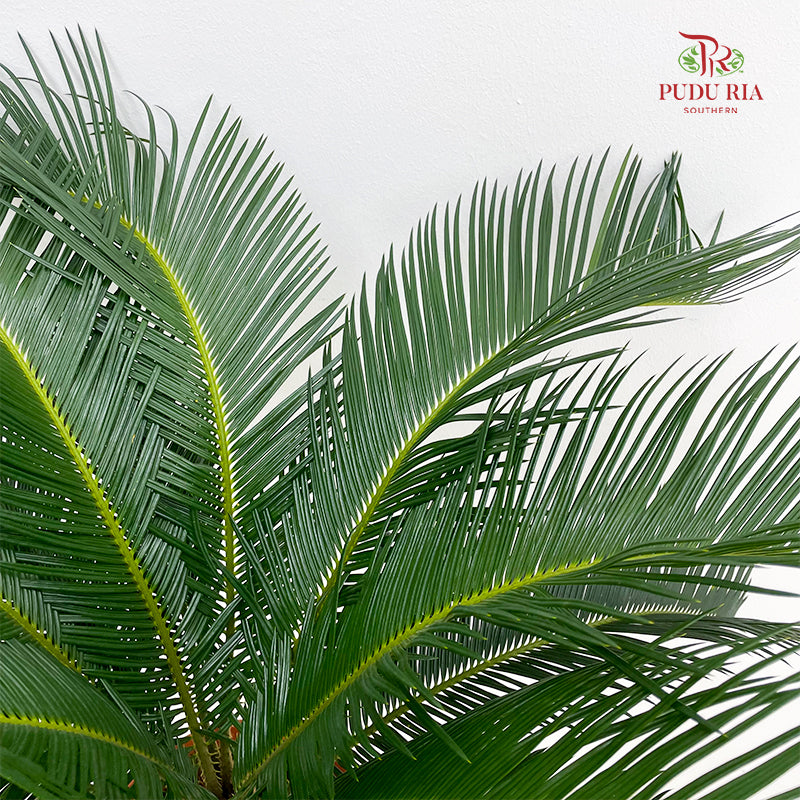 Cycas Revoluta