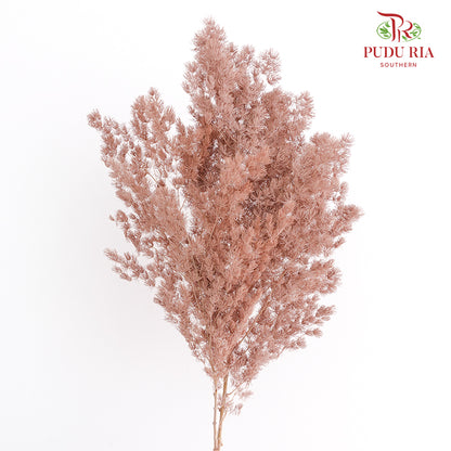 Preservative Asparagus Fern Brown