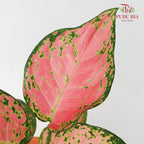 Aglaonema Red Valentine - Pudu Ria Florist Southern