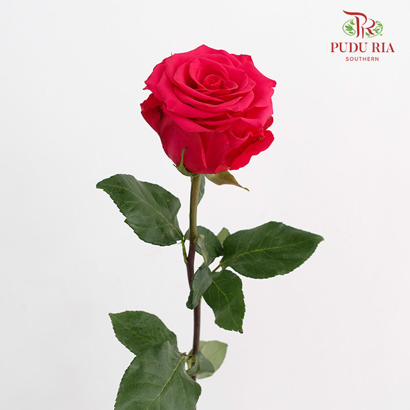 Rose Pink - (15 Stems)
