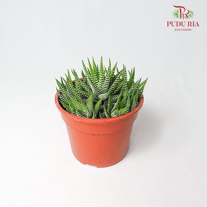 Haworthia Zebra - Pudu Ria Florist Southern