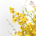Dancing Lady / Golden Shower (M) - (Per Bundle)