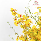 Dancing Lady / Golden Shower (M) - (Per Bundle)