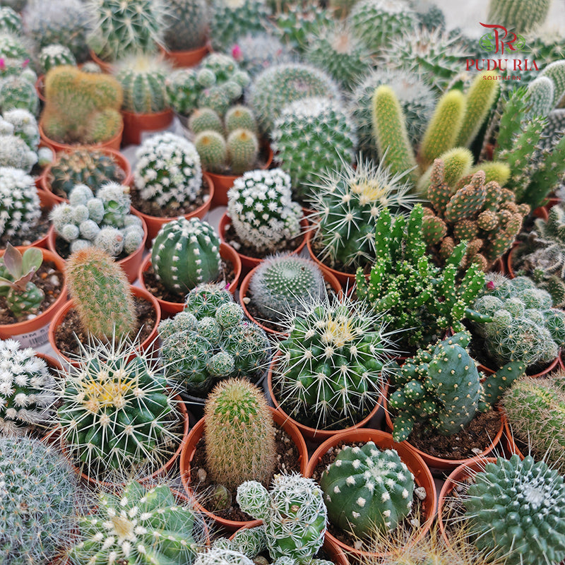 Cactus Mixed (S)
