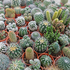 Cactus Mixed (S)