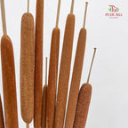 Dry Cattail Stick