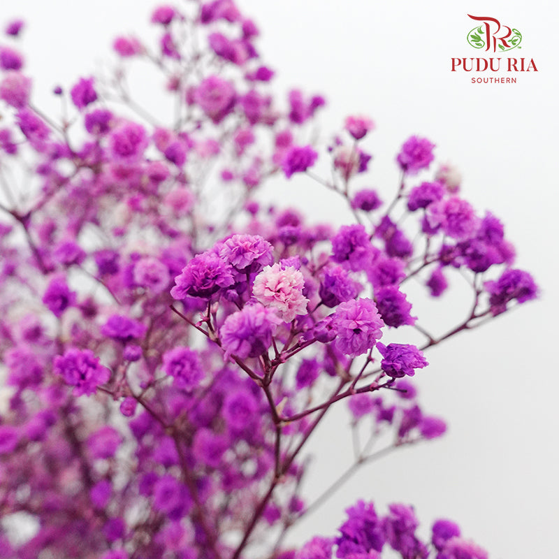 Preservative Baby Breath - Purple - Pudu Ria Florist Southern