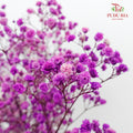 Preservative Baby Breath - Purple - Pudu Ria Florist Southern