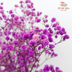Preservative Baby Breath - Purple - Pudu Ria Florist Southern