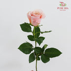 Rose Mother Of Pearl Peach - (8-10 Stems)