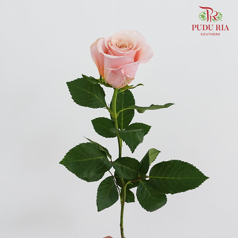 Rose Mother Of Pearl Peach - (8-10 Stems)