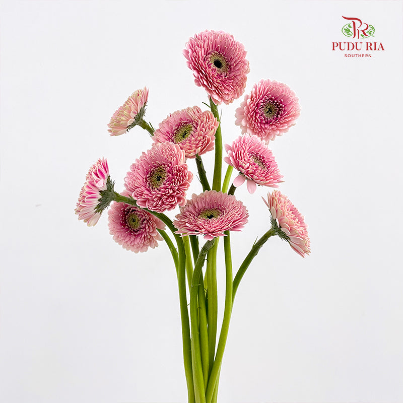 Gerbera Pasta Germini Pink - (8-10 Stems)