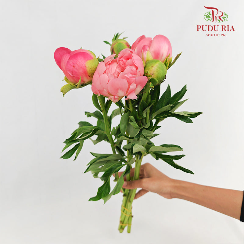 Peony Pink 芍药 - (5 Stems)
