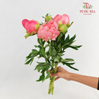 Peony Pink 芍药 - (5 Stems)