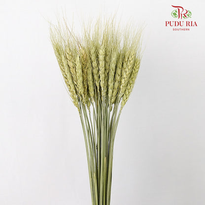 Dry Wheatgrass - Green - Pudu Ria Florist Southern