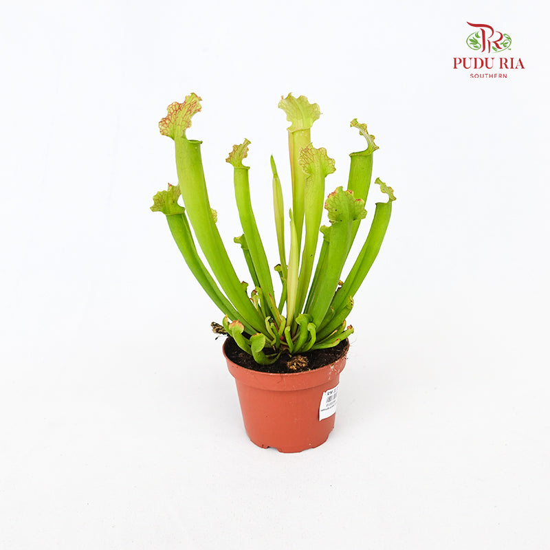 Sarracenia - Green