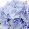 Hydrangea Light Blue / Per Stem - Pudu Ria Florist Southern
