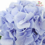 Hydrangea Light Blue / Per Stem - Pudu Ria Florist Southern