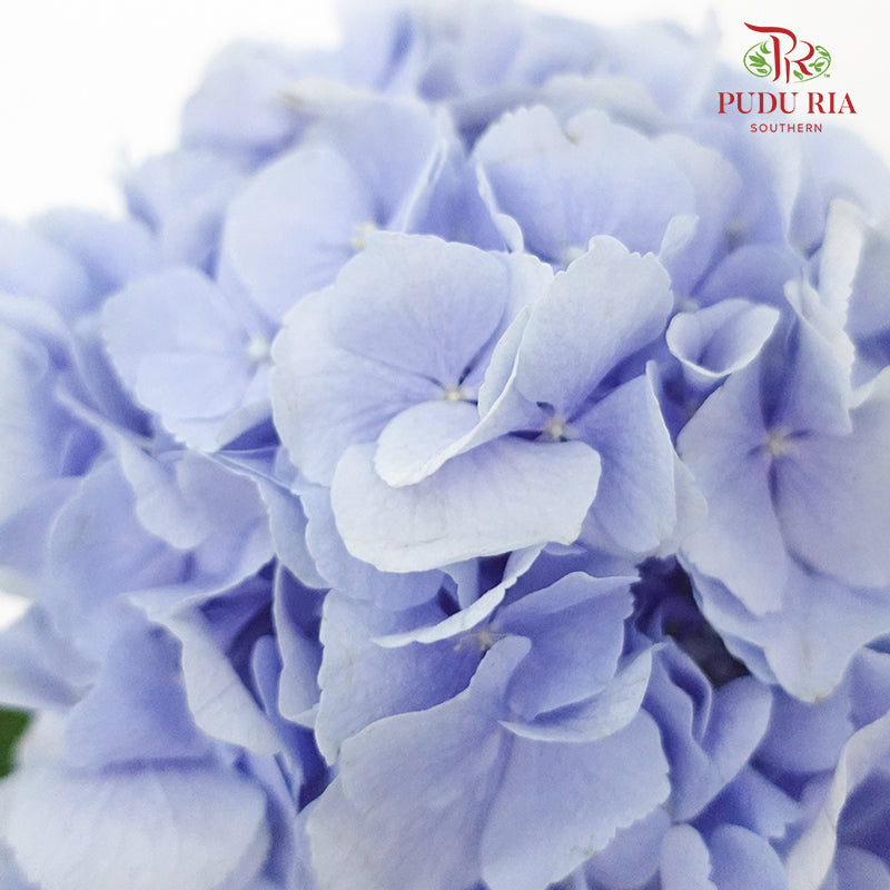 Hydrangea Light Blue / Per Stem - Pudu Ria Florist Southern