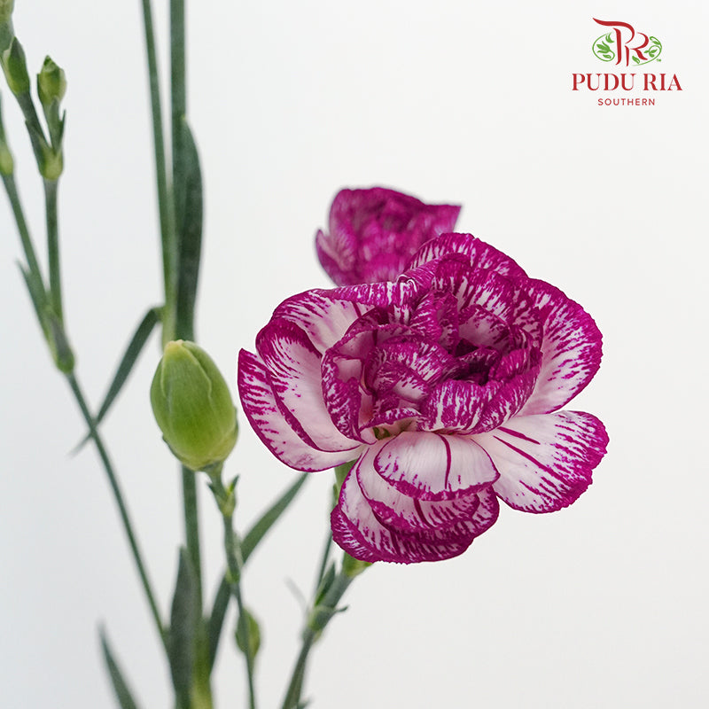 Carnation Spray Purple - (18-20 Stems)