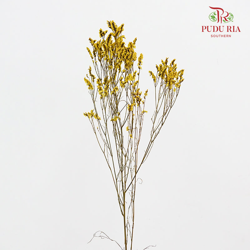 Dry Caspia - Yellow