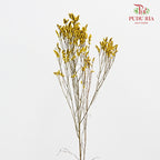 Dry Caspia - Yellow