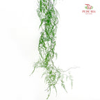 Preservative Asparagus Fern - Light Green
