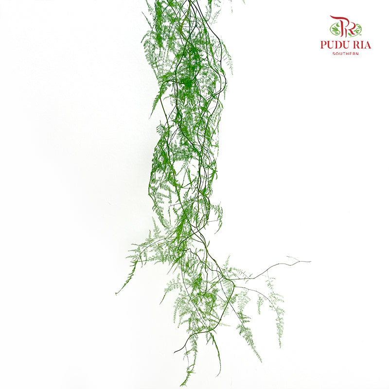 Preservative Asparagus Fern - Light Green
